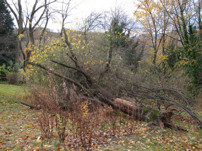 2011 dicembre fotodiario1