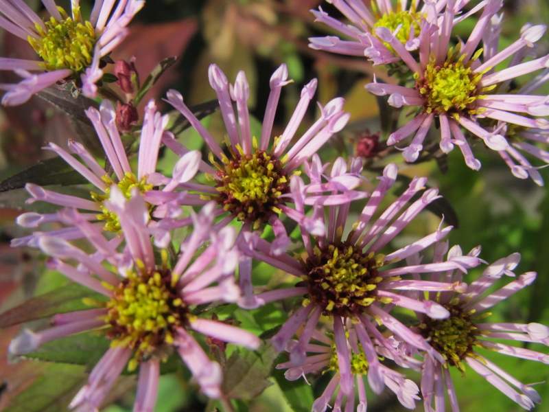 2011 dicembre fotodiario3