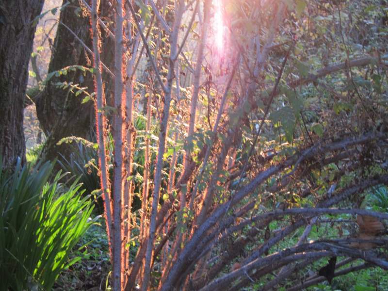 2011 dicembre fotodiario6