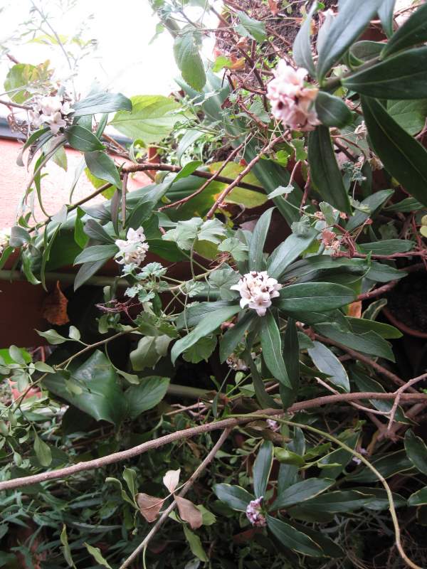 2011 gennaio fotodiario6