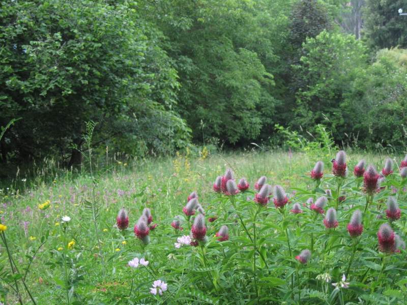 2011 giugno fotodiario4