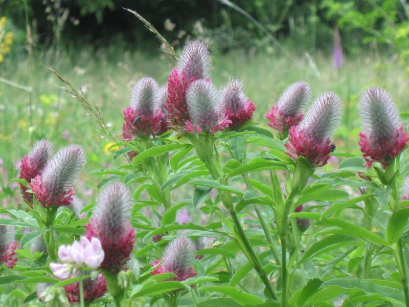 2011 giugno fotodiario5