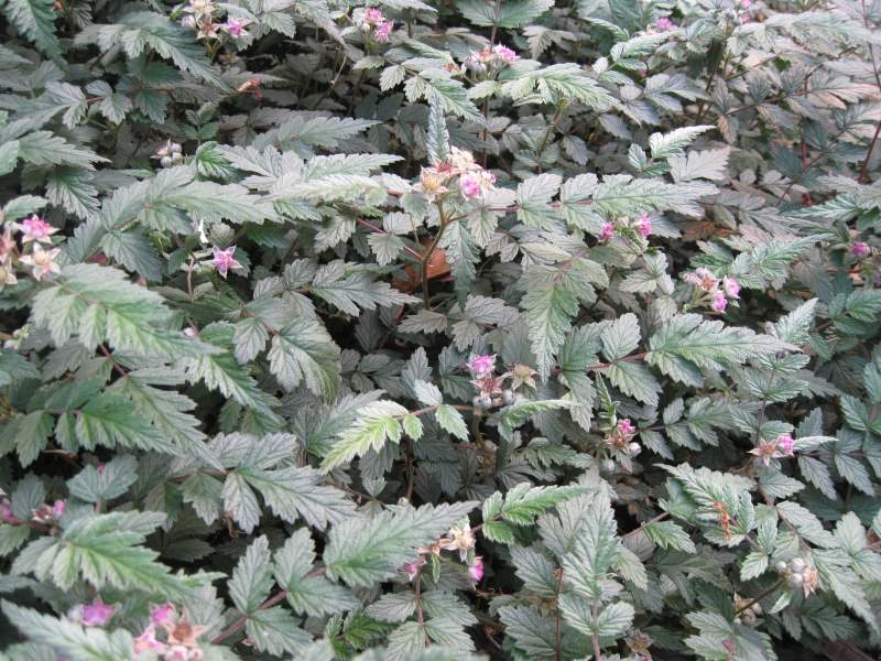 2011 maggio fotodiario5