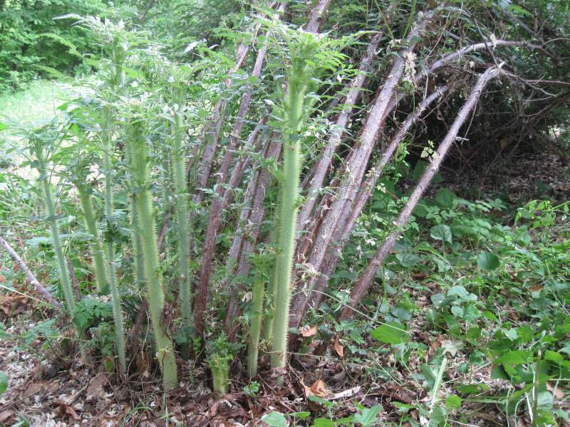 2011 maggio fotodiario6