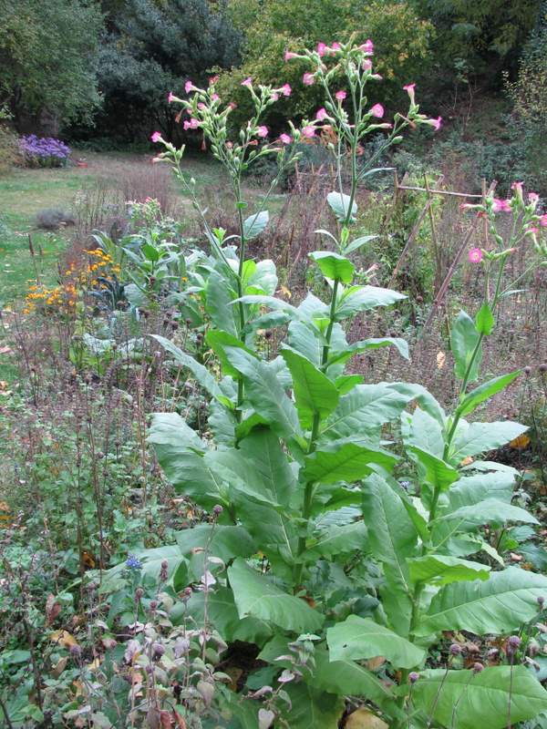 2011 novembre fotodiario5