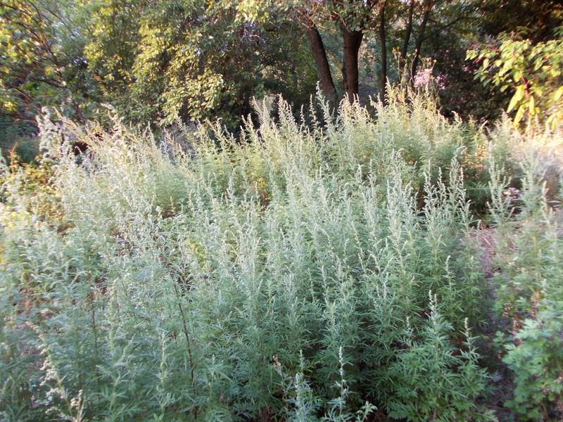 2011 settembre fotodiario4