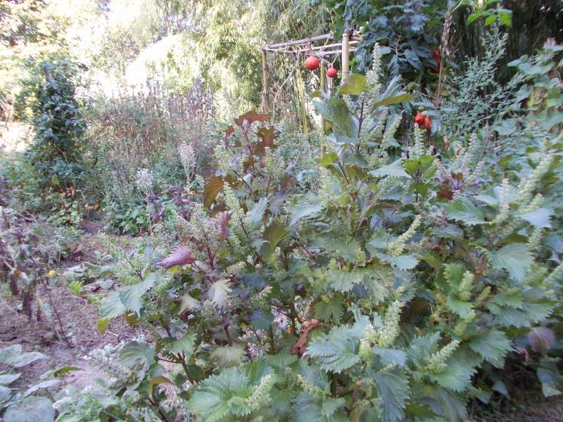 2011 settembre fotodiario6