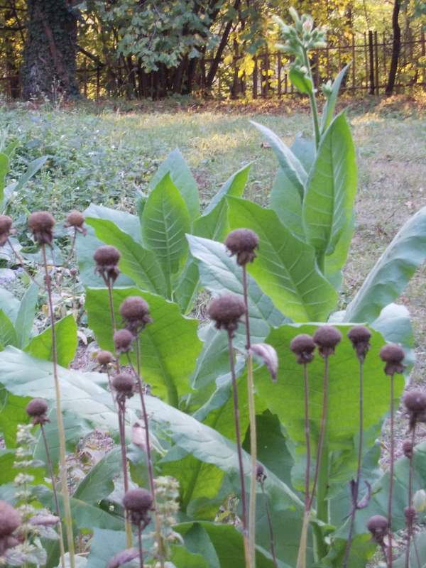 2011 settembre fotodiario8
