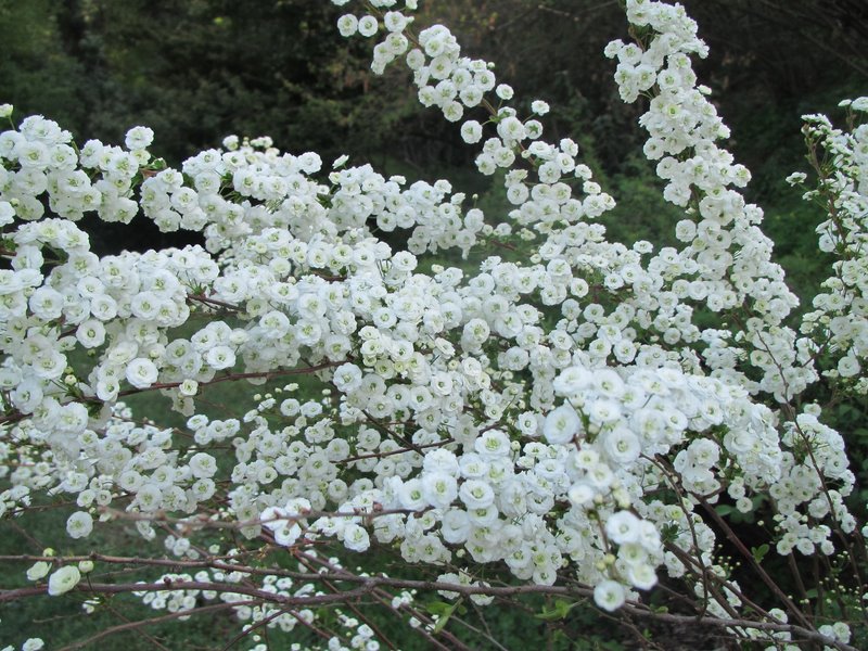 2012 aprile fotodiario7