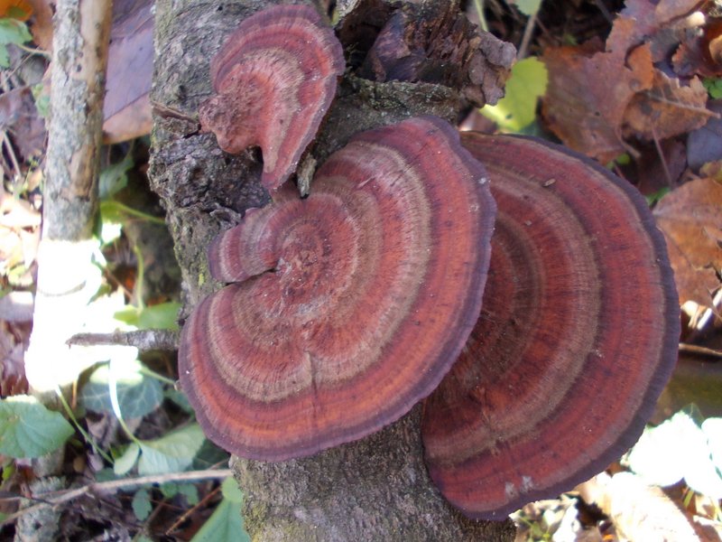 2012 dicembre fotodiario3