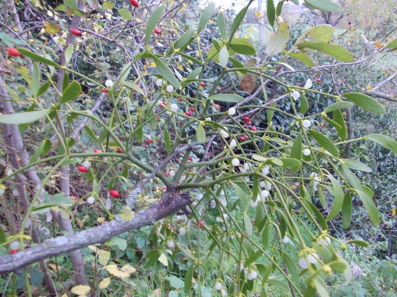 2012 dicembre fotodiario8