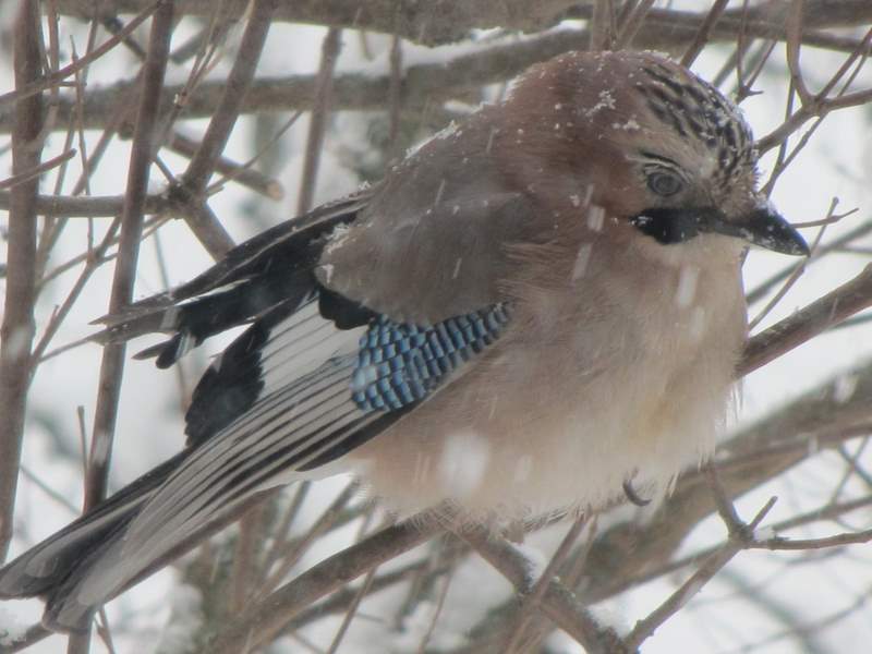 2012 febbraio fotodiario5