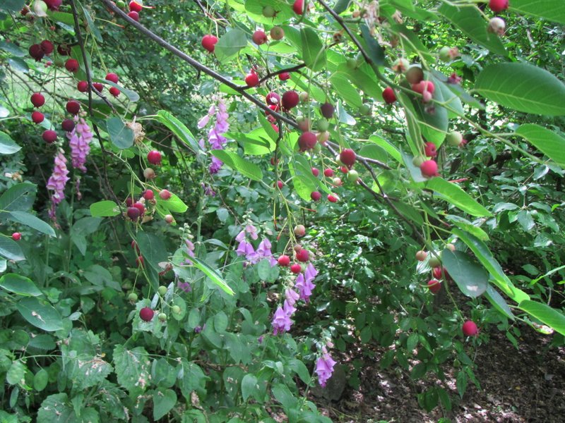 2012 giugno fotodiario5