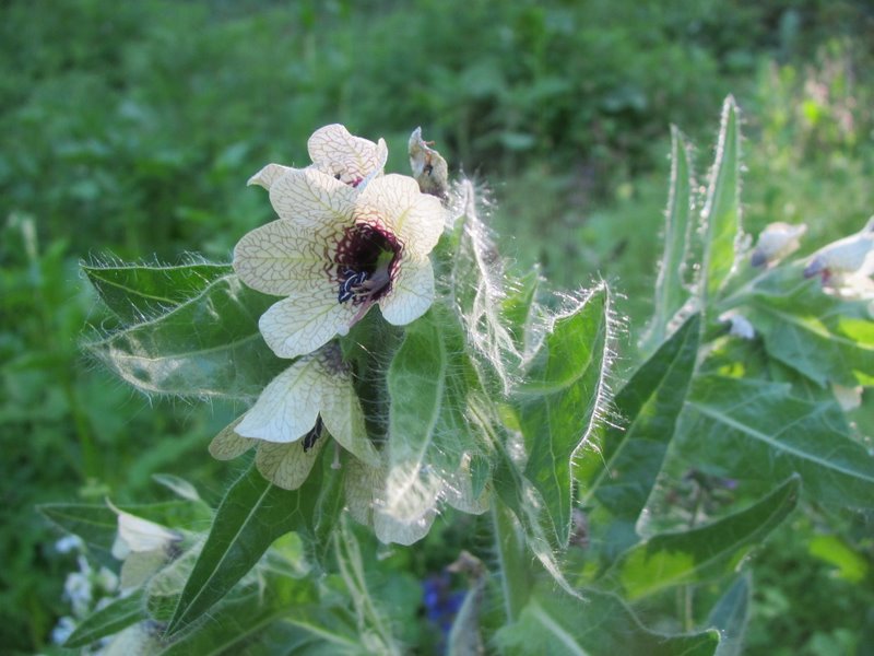2012 maggio fotodiario5