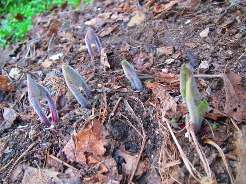 2012 marzo fotodiario1