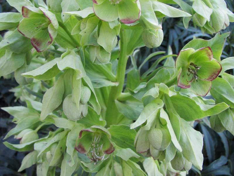 2012 marzo fotodiario5