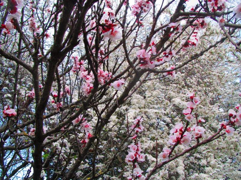 2012 marzo fotodiario8