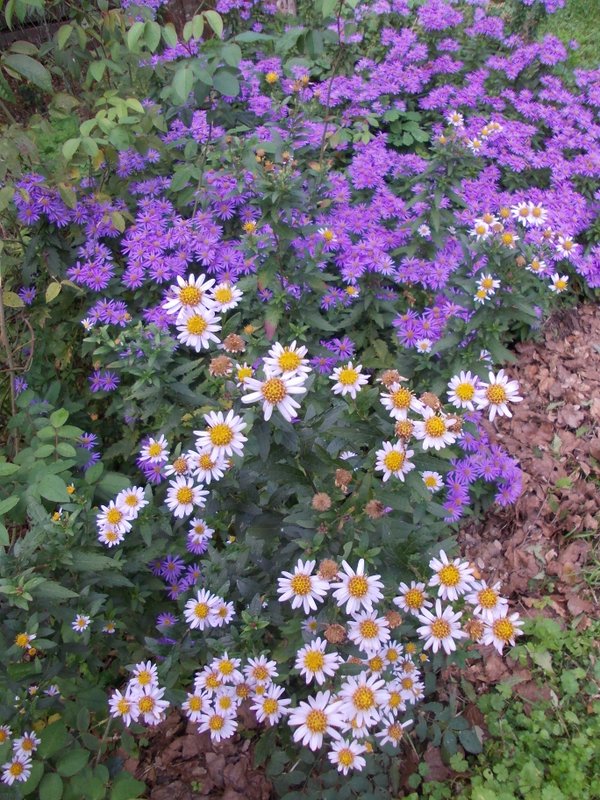 2012 novembre fotodiario3