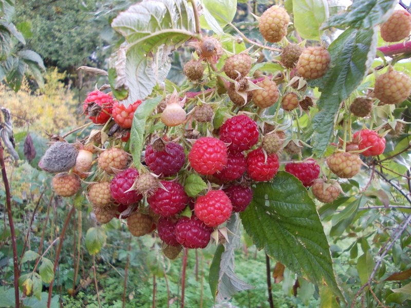 2012 novembre fotodiario5