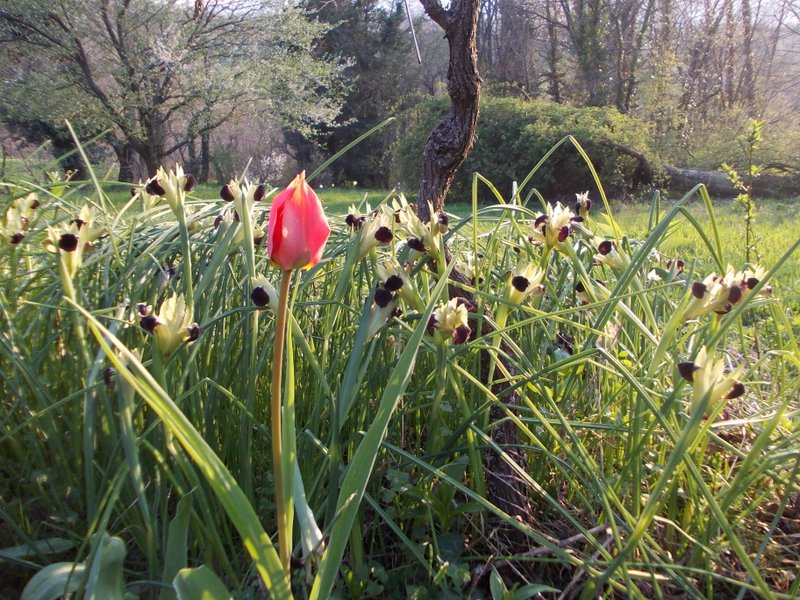 aprile 2013 - fotodiario5