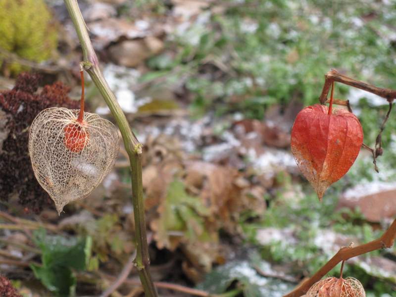 dicembre 2010 - fotodiario2