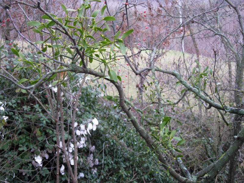 dicembre 2010 - fotodiario8