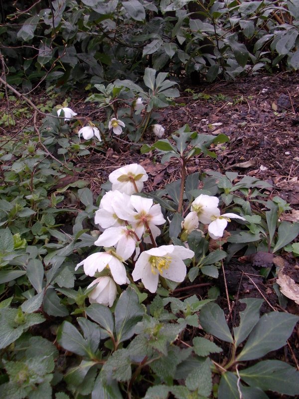 febbraio marzo 2013 - fotodiario16