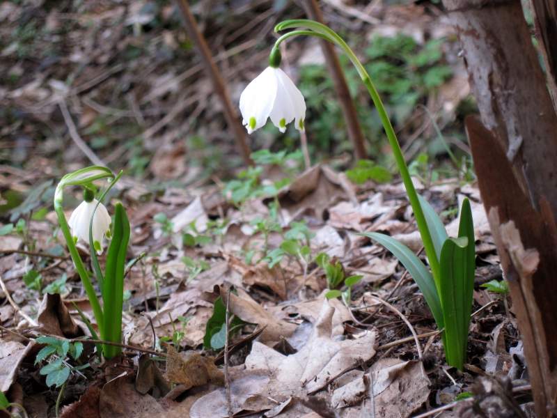 fotodiario febbraio 2011 5
