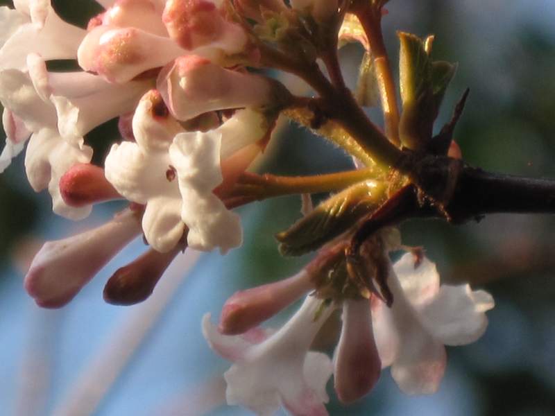 fotodiario febbraio 2011 6