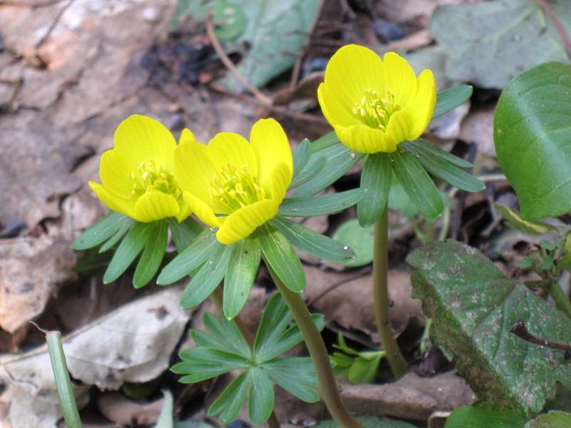 fotodiario febbraio 2011 8