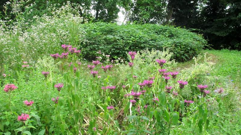 fotodiario luglio 2011 4
