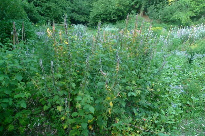 fotodiario luglio 2011 6