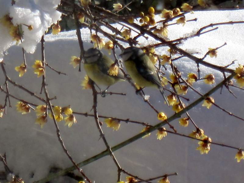 gennaio 2011 fotodiario 3