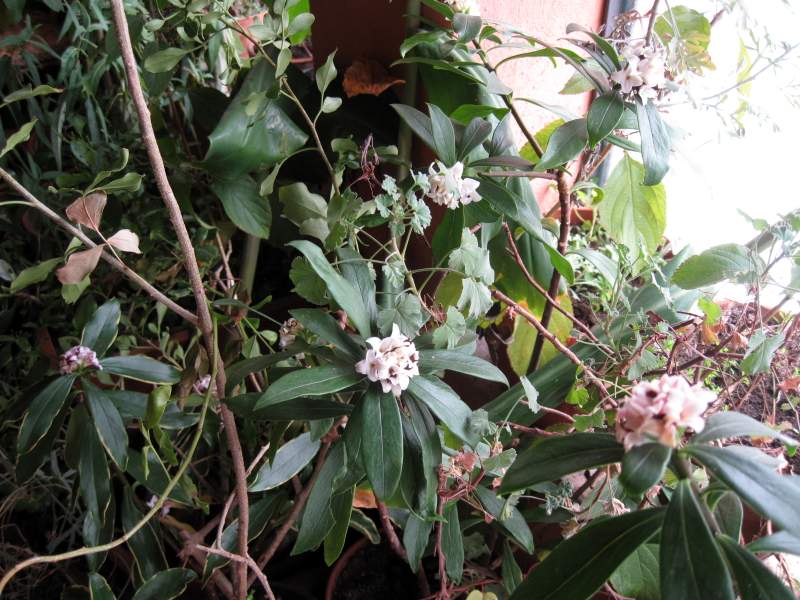 gennaio 2011 fotodiario 6