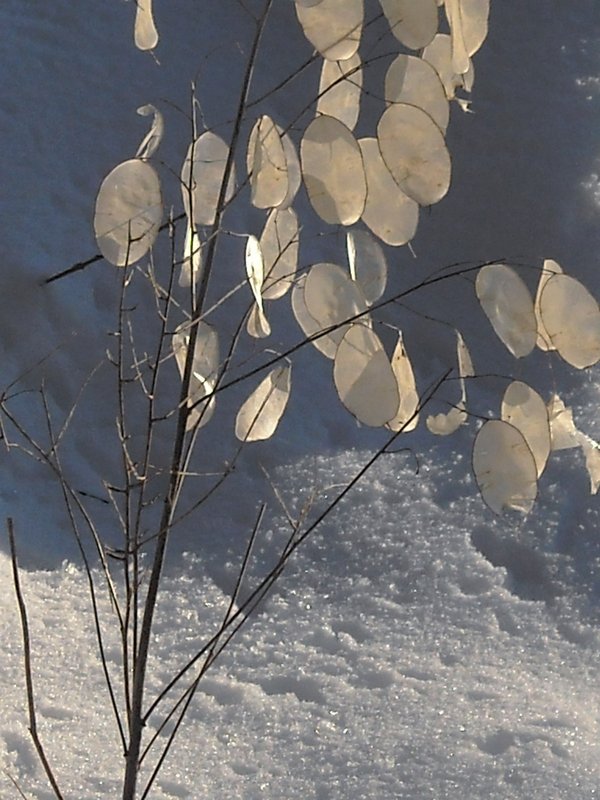 gennaio 2013 - fotodiario5