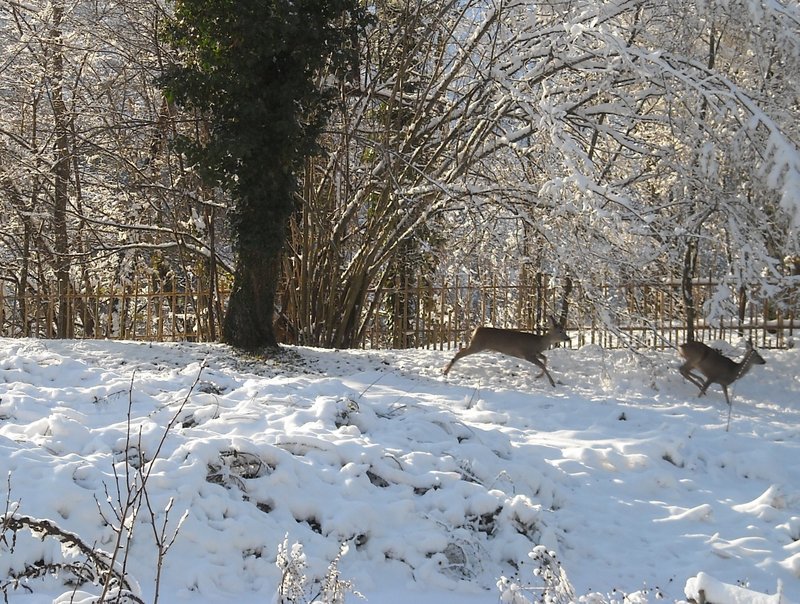 gennaio 2013 - fotodiario8