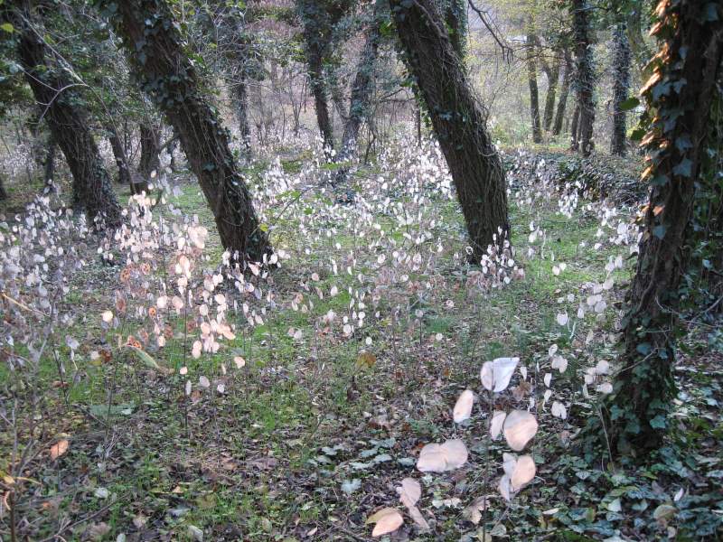 novembre 2010 - fotodiario1