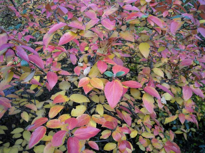 ottobre 2010 - fotodiario6