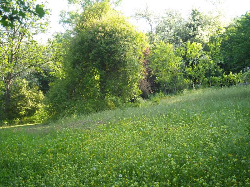 Prato della rosaquercia 