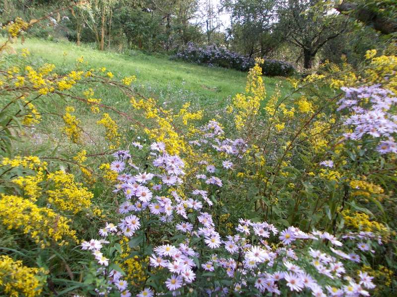Prato della rosaquercia 