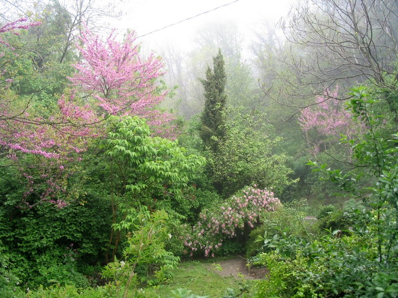 Radura dei prugni blu 
