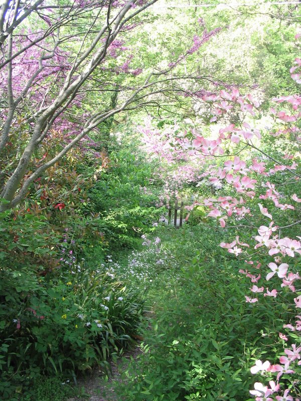 Radura dei prugni blu 