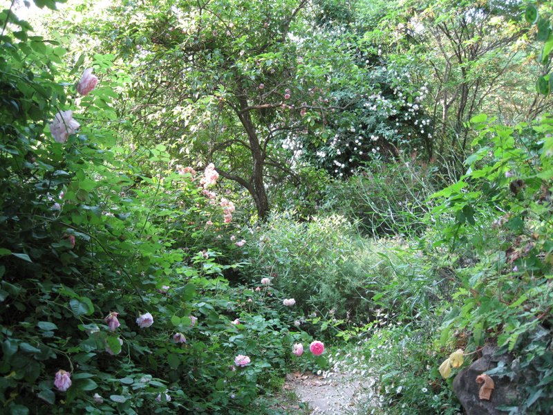 Radura dei prugni blu 