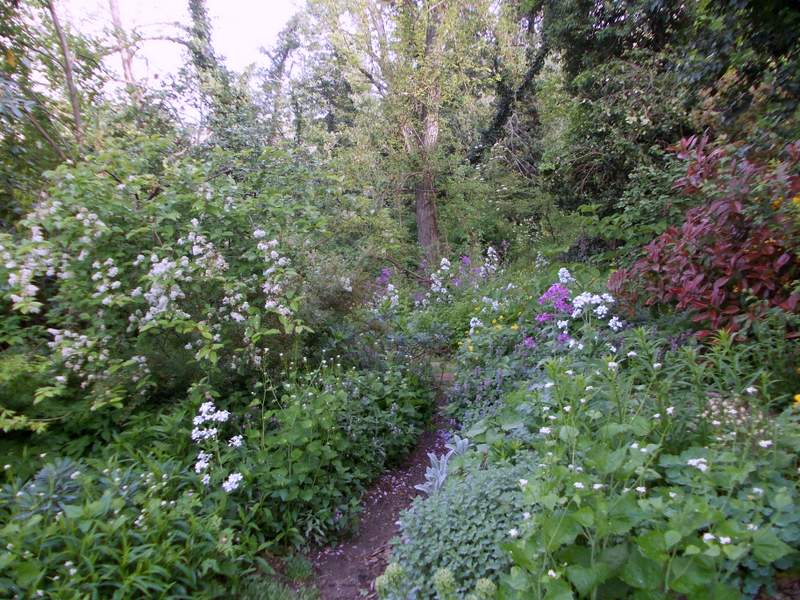 Radura delle lucciole 