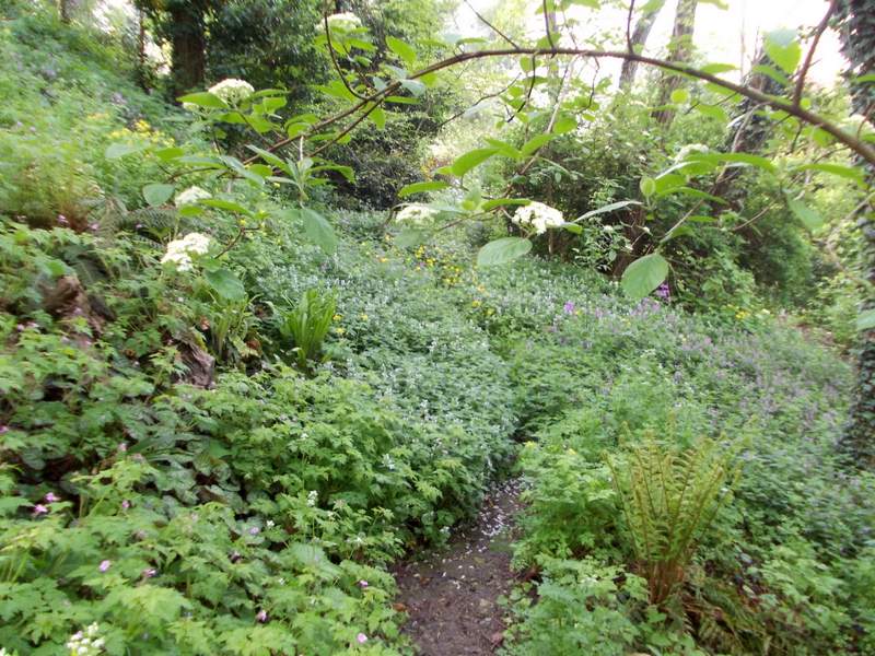 Radura delle lucciole 