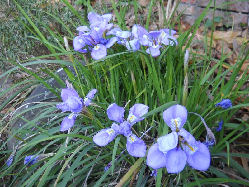 gennaio 2016 2 bassa