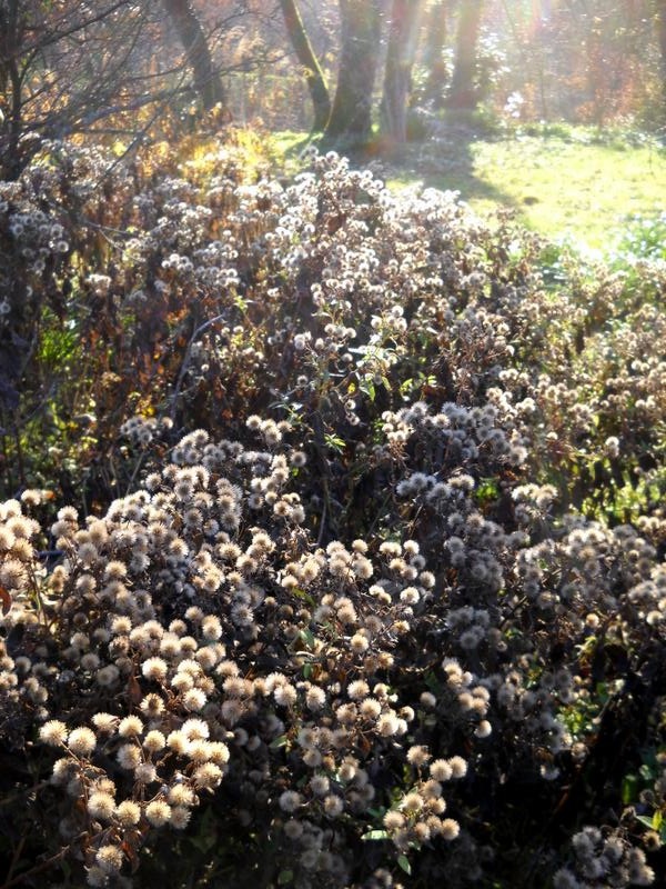 gennaio 2016 4 bassa