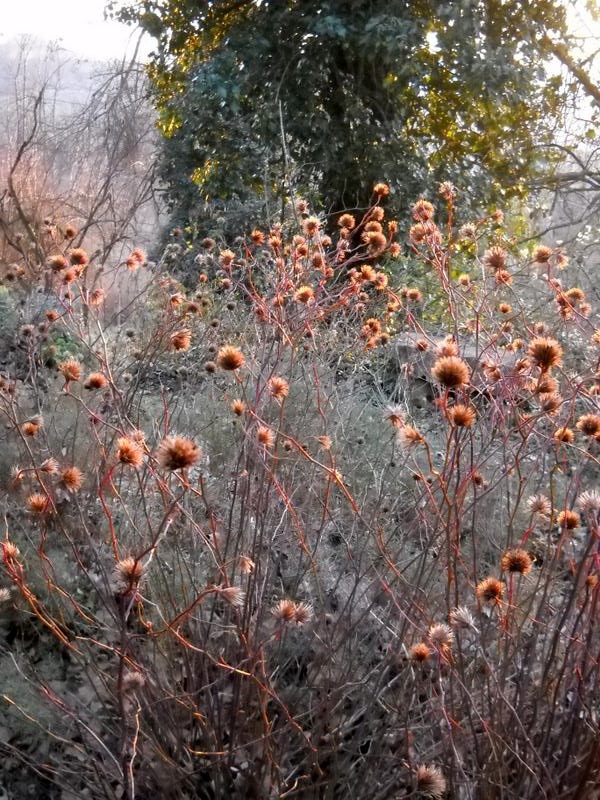 gennaio 2016 5 bassa